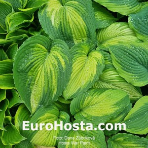 Hosta War Paint 