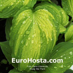 Hosta War Paint 