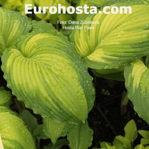 Hosta War Paint 