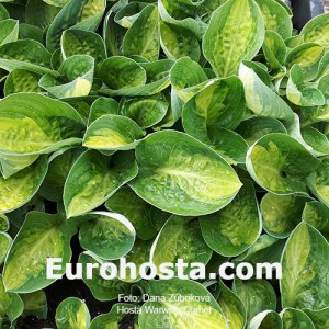 Hosta Warwick Comet - Eurohosta