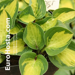 Hosta Warwick Comet - Eurohosta