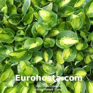 Hosta Warwick Comet - Eurohosta