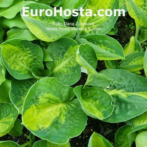 Hosta Warwick Comet - Eurohosta