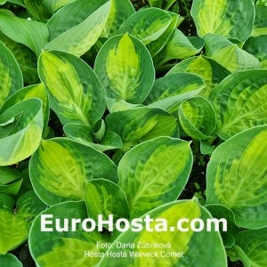 Hosta Warwick Comet - Eurohosta