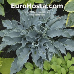 Hosta Waterslide