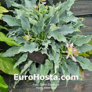 Hosta Waterslide