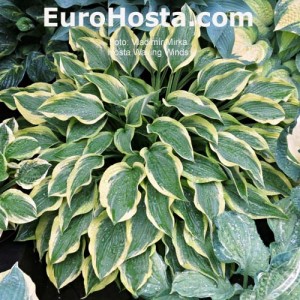 Hosta Waving Winds