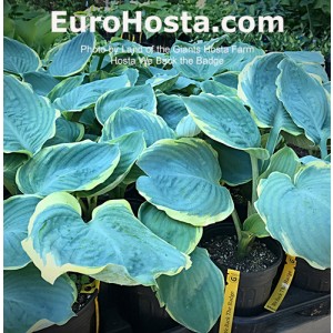 Hosta We Back the Badge 