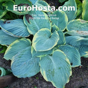 Hosta We Back the Badge 