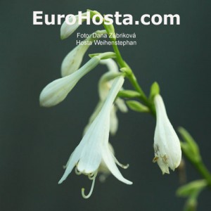 Hosta Weihenstephan - Eurohosta