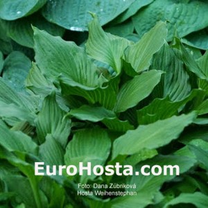 Hosta Weihenstephan - Eurohosta