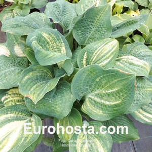 Hosta Well Shaked