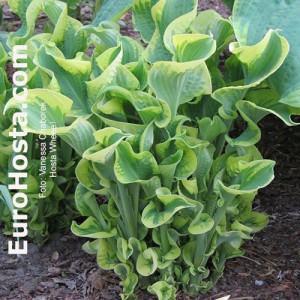 Hosta Wheee! - Eurohosta