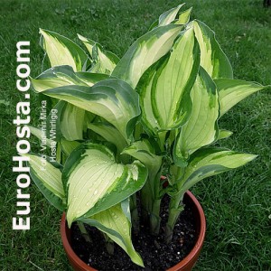 Hosta Whirligig