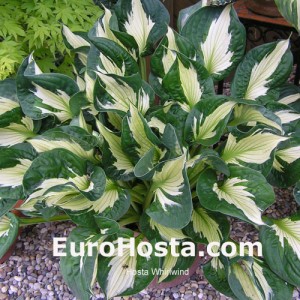 Hosta Whirlwind - Eurohosta