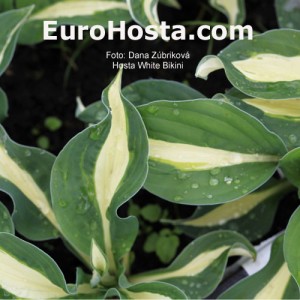 Hosta White Bikini - Eurohosta