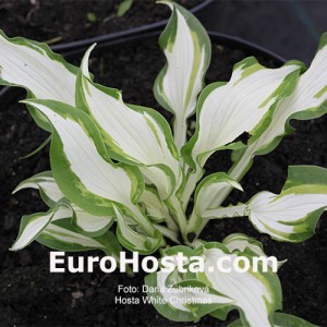 Hosta White Christmas - Eurohosta