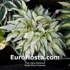 Hosta White Christmas - Eurohosta