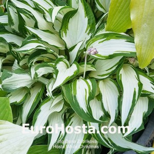 Hosta White Christmas - Eurohosta