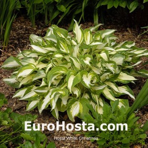 Hosta White Christmas - Eurohosta