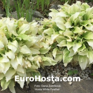 Hosta White Feather - Eurohosta