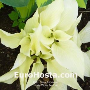 Hosta White Feather - Eurohosta