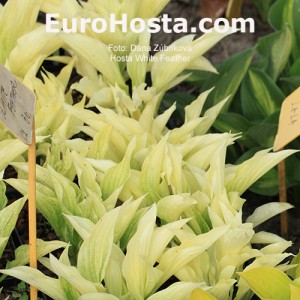 Hosta White Feather