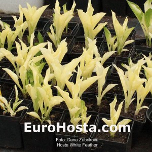 Hosta White Feather - Eurohosta