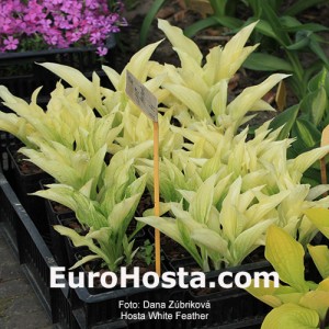 Hosta White Feather