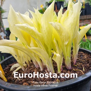 Hosta White Feather