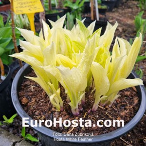 Hosta White Feather