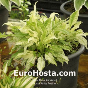 Hosta White Feather - Eurohosta