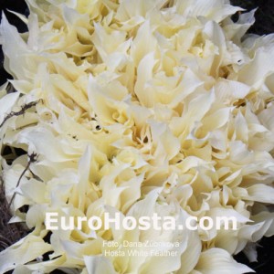 Hosta White Feather - Eurohosta