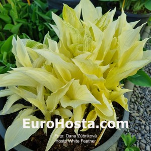 Hosta White Feather