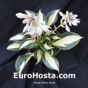 Hosta White Jewel - Eurohosta