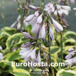 Hosta Wide Brim - Eurohosta