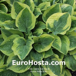 Hosta Wide Brim - Eurohosta