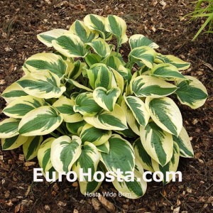 Hosta Wide Brim - Eurohosta