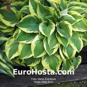 Hosta Wide Brim - Eurohosta