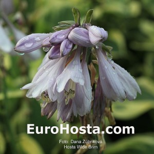 Hosta Wide Brim - Eurohosta