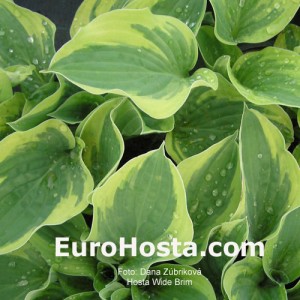 Hosta Wide Brim - Eurohosta