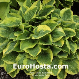 Hosta Wide Brim - Eurohosta