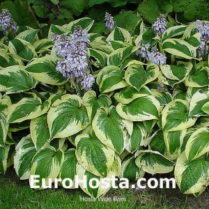 Hosta Wide Brim - Eurohosta