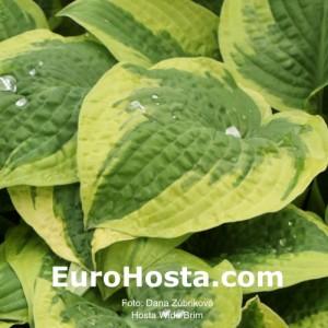 Hosta Wide Brim - Eurohosta