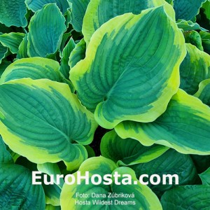 Hosta Wildest Dreams