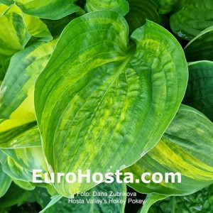 Hosta William Lachman