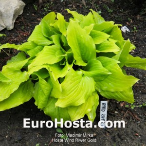 Hosta Wind River Gold