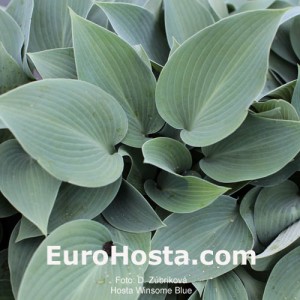 Hosta Winsome Blue