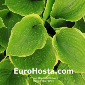 Hosta Winter Snow - Eurohosta