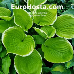 Hosta Winter Snow - Eurohosta